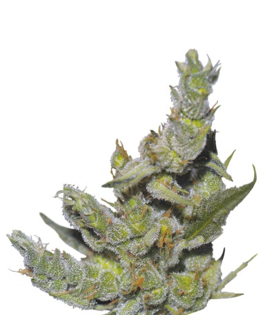 Sterling Haze fem (Nirvana Seeds) семена конопли