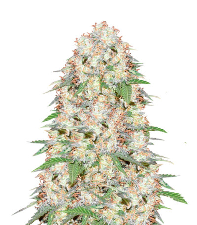 Super Skunk Auto Fem (Vision Seeds) семена конопли
