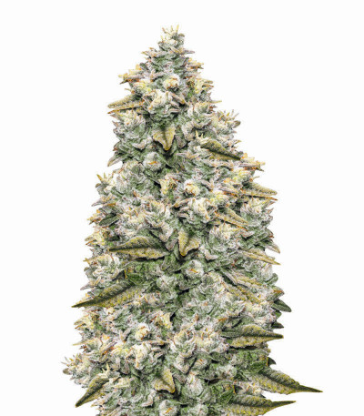 Bay Burger Early Version fem семена конопли