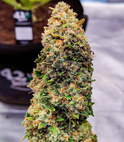 Gorilla Zkittlez Auto fem (FastBuds) семена конопли