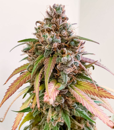 Nori Cake fem (Green House Seeds) семена конопли