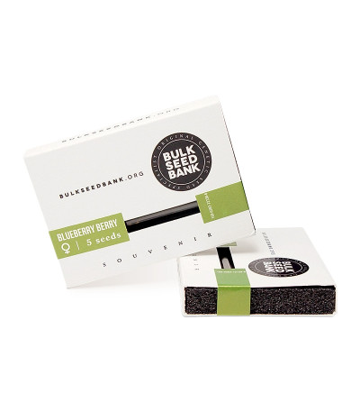 Blueberry Berry fem семена конопли