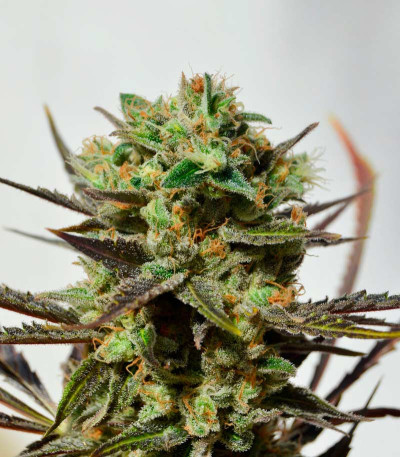 Delicious Candy fem (Delicious Seeds) семена конопли