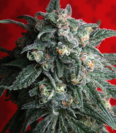 A-Train reg (TH Seeds) семена конопли