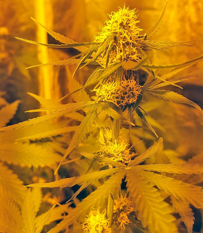 Семена марихуаны Amnesia XXL Autoflowering