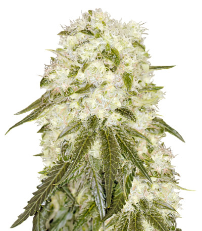 Bad Azz Kush fem семена конопли