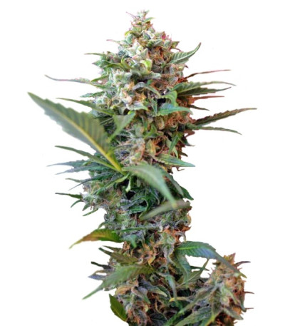 Big Devil XL Auto fem (Sweet Seeds) семена конопли