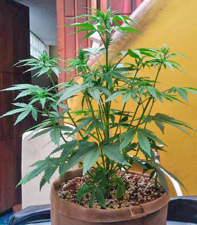 Big Devil XL Auto fem (Sweet Seeds) семена конопли