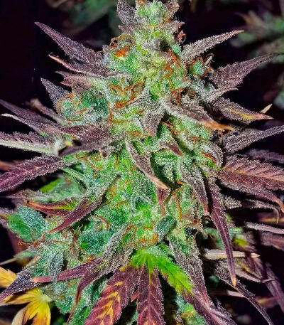 Blue Dream Autoflower fem (Seedkeepers) семена конопли