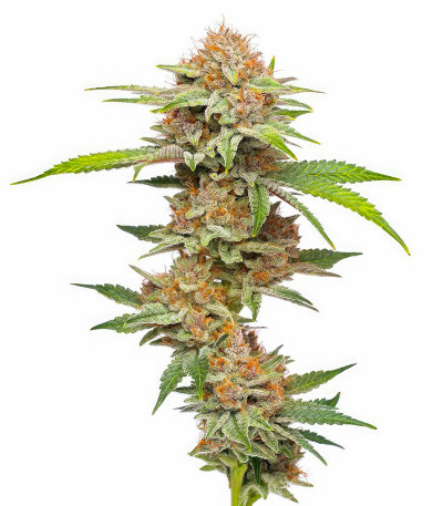 Blueberry Muffin fem (Humboldt Seed Company) семена конопли