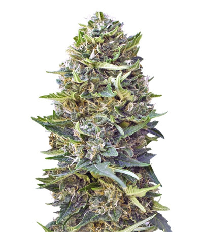 Caramel Kush fem (00 Seeds) семена конопли