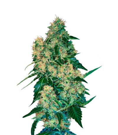 Chingis Khan fem (VIP seeds) семена конопли
