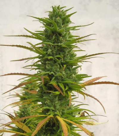 Choco Bud fem (Vision Seeds) семена конопли