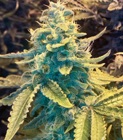 Gorilla Blue fem (Advanced Seeds) семена конопли