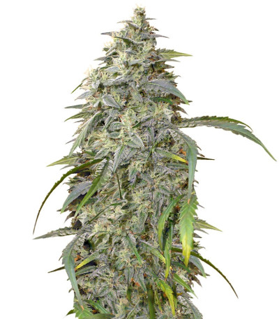 ICE fem (Female Seeds) семена конопли