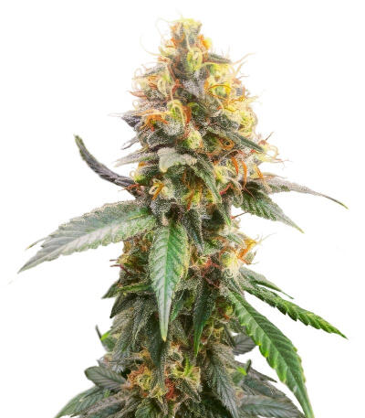 Jack Herer fem (Seedkeepers) семена марихуаны