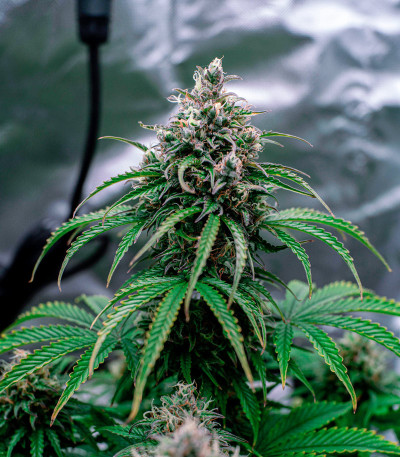 LSD Auto fem (Barney's Farm) семена конопли