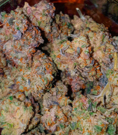 La Bomba fem (Compound Genetics) семена конопли