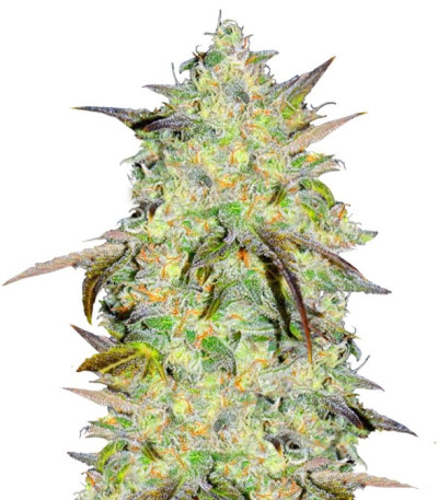 Семена Marmalate Early Version шишки