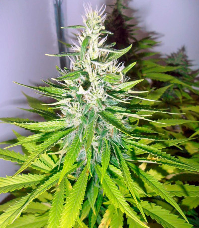 Mazar fem (Dutch Passion) семена конопли