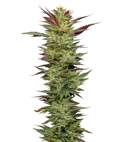 Notorious THC fem (Humboldt Seed Company) семена конопли