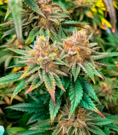 Pink Sunset Auto by Sherbinskis fem от Silent Seeds семена конопли