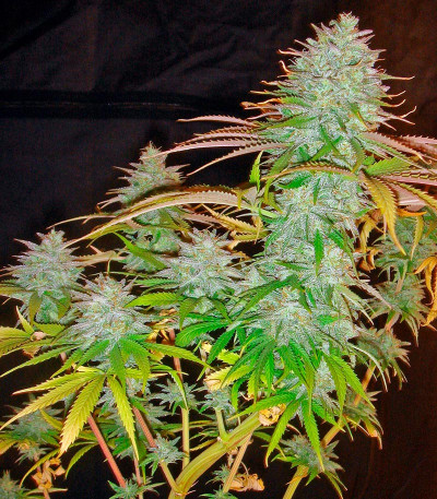 Pure Power Plant reg (Nirvana Seeds) семена конопли