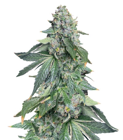 Vanilla Frosting fem (Humboldt Seed Company) семена конопли