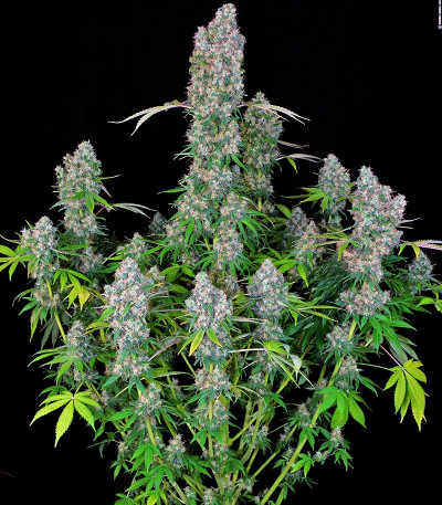 Warlock reg (Serious Seeds) семена конопли