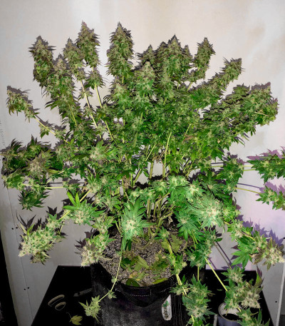 Vanilla Kush fem (Barney's Farm) семена конопли