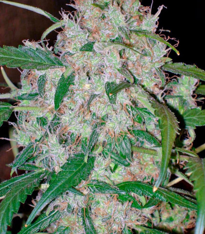 Auto Wembley fem (Pyramid Seeds) семена конопли