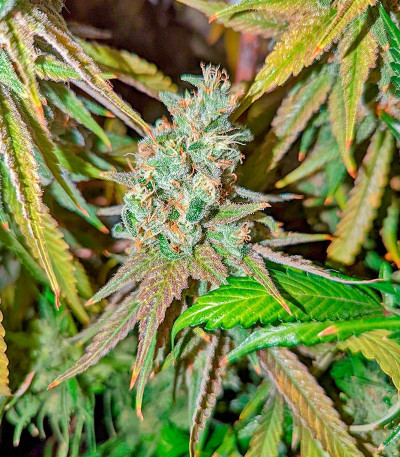 Bruce Banner #3 Auto fem (Herbies Seeds) семена конопли