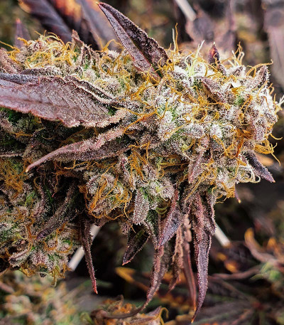 La Bomba fem (Compound Genetics) семена конопли