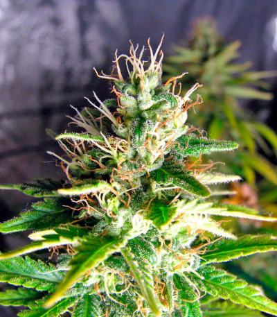 La Reina de Africa (Kaboom) fem семена конопли