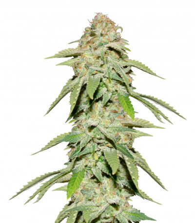 Monster Moby (Monster Genetics) семена конопли