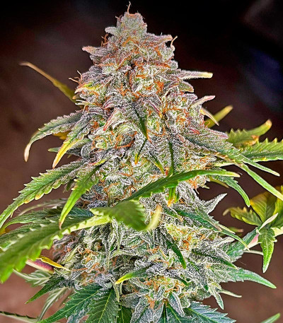 Orange President Auto fem (FastBuds) семена конопли