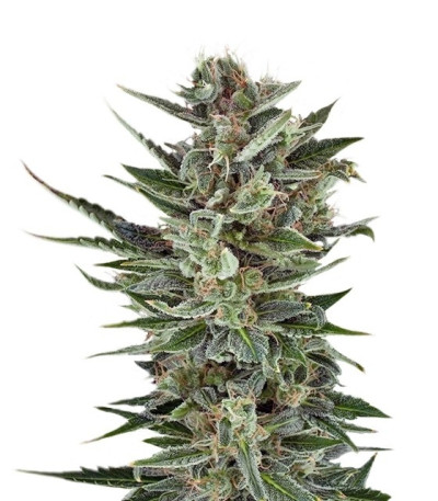 Quick One auto fem (Royal Queen Seeds) семена конопли