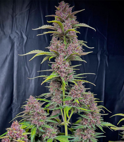 Banana Purple Punch Auto fem (FastBuds) семена конопли