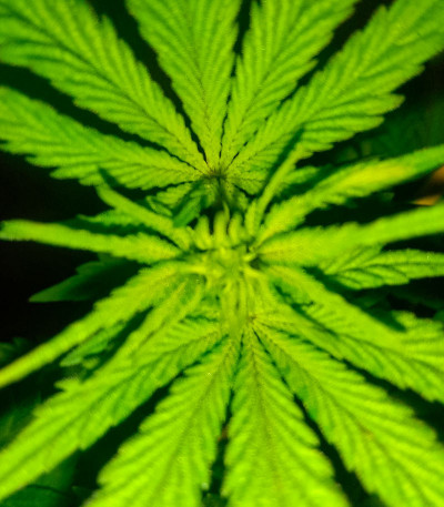 Ice Cream Cake fem (Barney's Farm) семена конопли