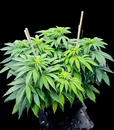 Orange Sherbet FF fem (FastBuds) семена конопли