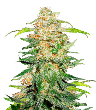 00 Kush fast fem (00 Seeds) семена конопли