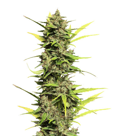 Auto Skywalker Haze fem (Dutch Passion) семена конопли