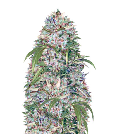 Auto Big Angel fem (Victory Seeds) семена конопли