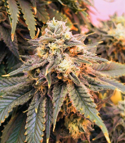 Boy Scout Cookies (Kalashnikov Seeds) семена конопли