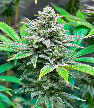 Bruce Banner #3 Auto fem (Herbies Seeds) семена конопли