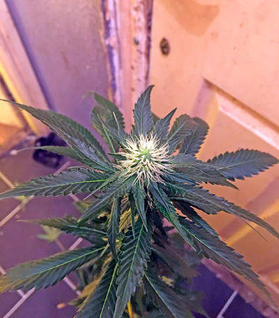 Chemdawg fem (Humboldt Seeds) семена конопли