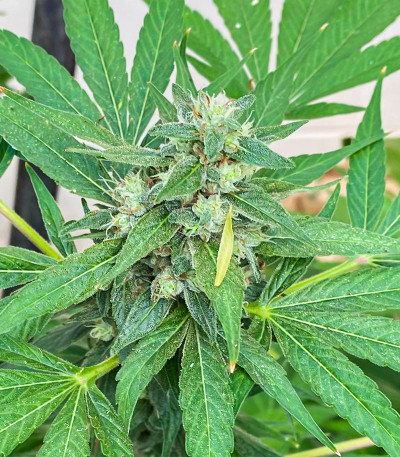 Golosa fem (Delicious Seeds) семена конопли