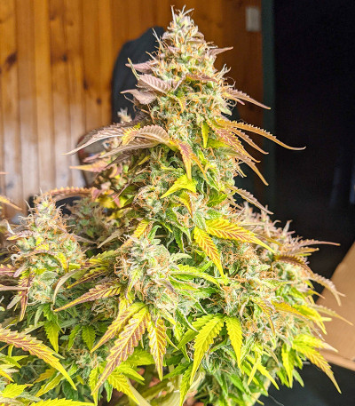 Gorilla Glue Auto fem семена конопли