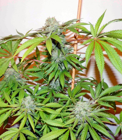 Money Maker fem (Strain Hunters) семена конопли