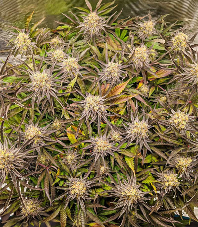 Punch Cookies fem (AlphaFem Seeds) семена конопли